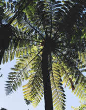 Tree Fern