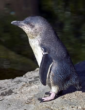 Blue Penguin