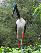 Jabiru,