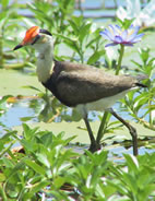 Jacana, Kakadu