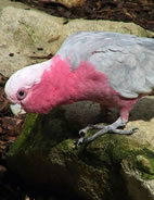 Galah