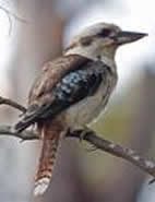 Kookaburra